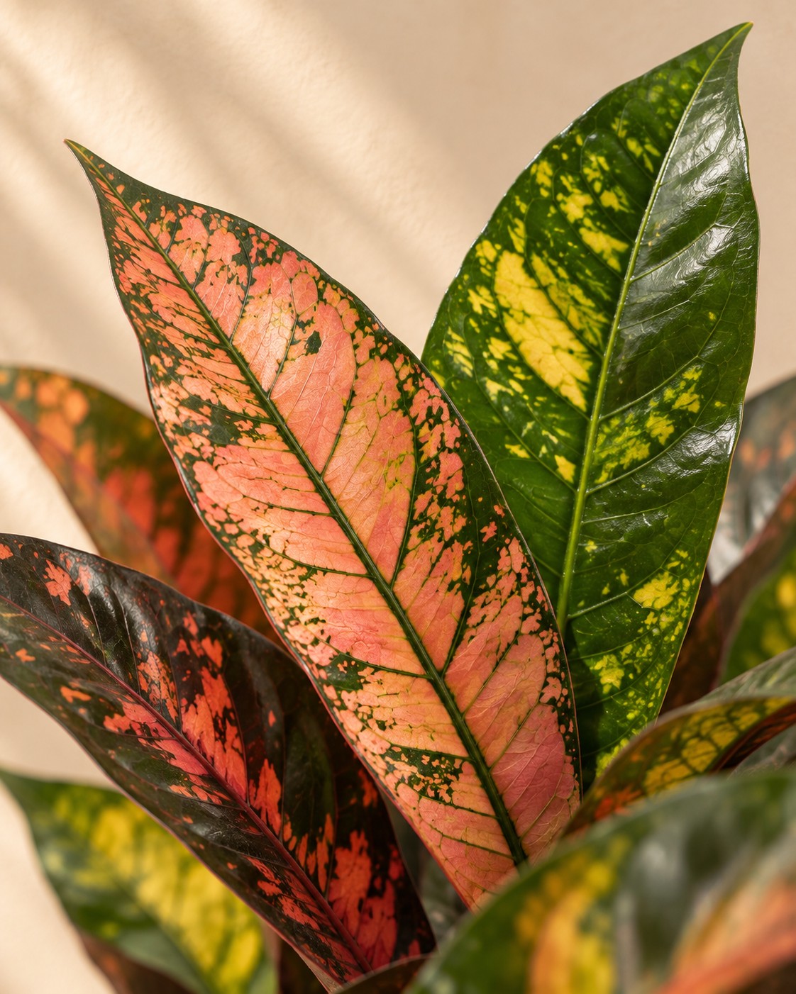 Close-up of the leaves of the Croton (Codiaeum variegatum 'Iceton')