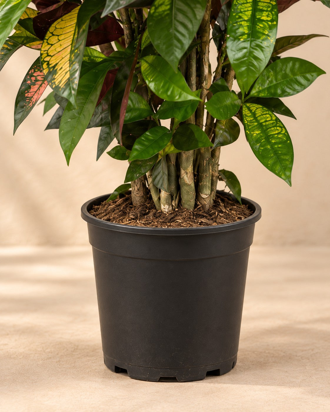 Lower part of the Croton (Codiaeum variegatum 'Iceton') with its nursery pot