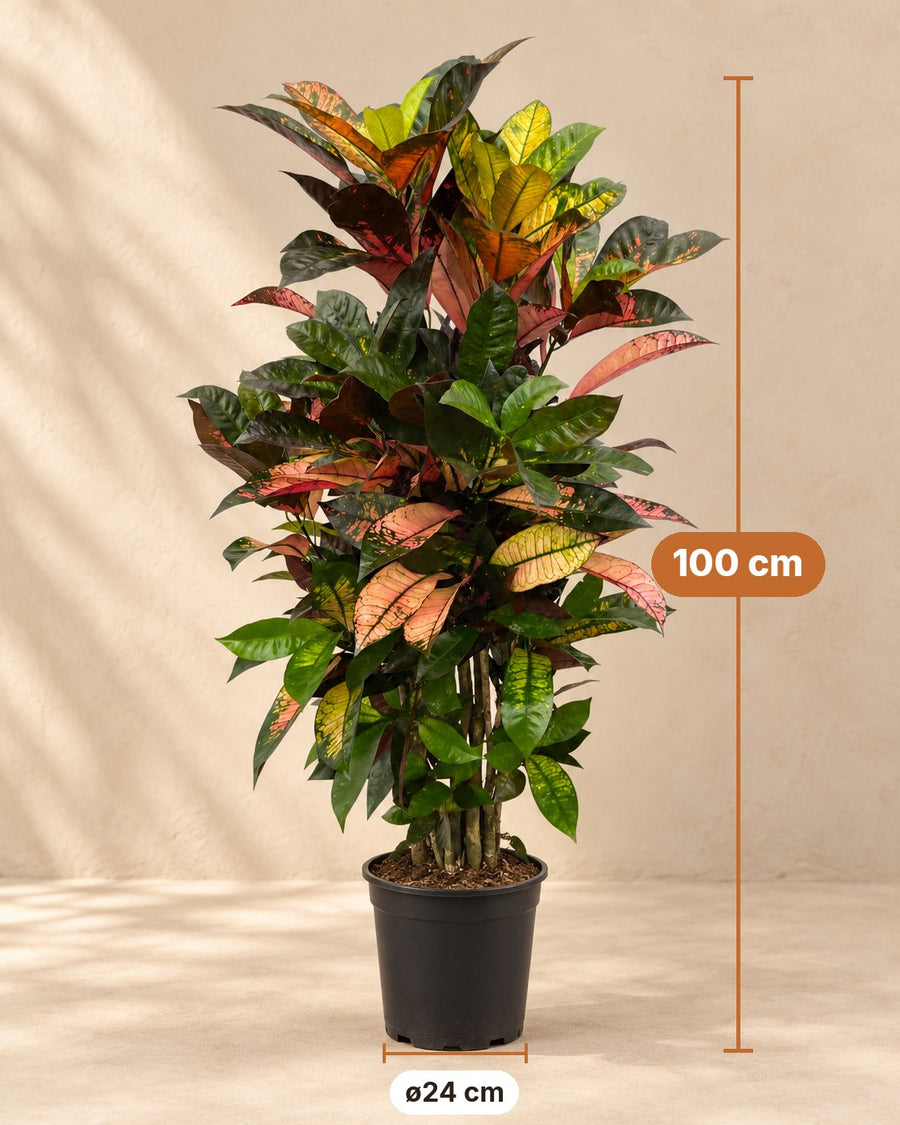 Croton (Codiaeum variegatum 'Iceton') branched 100 cm tall, ø24 cm pot