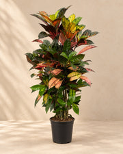 Croton (Codiaeum variegatum 'Iceton'), 100 cm tall in a 24 cm nursery pot
