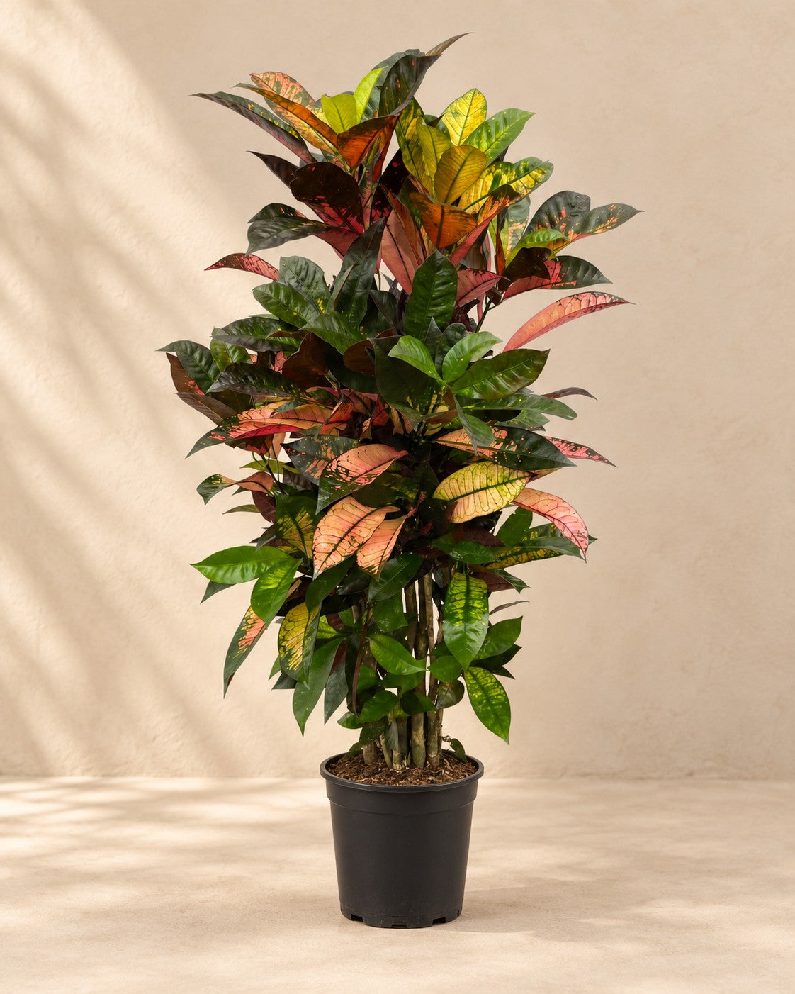 Croton (Codiaeum variegatum 'Iceton'), 100 cm tall in a 24 cm nursery pot