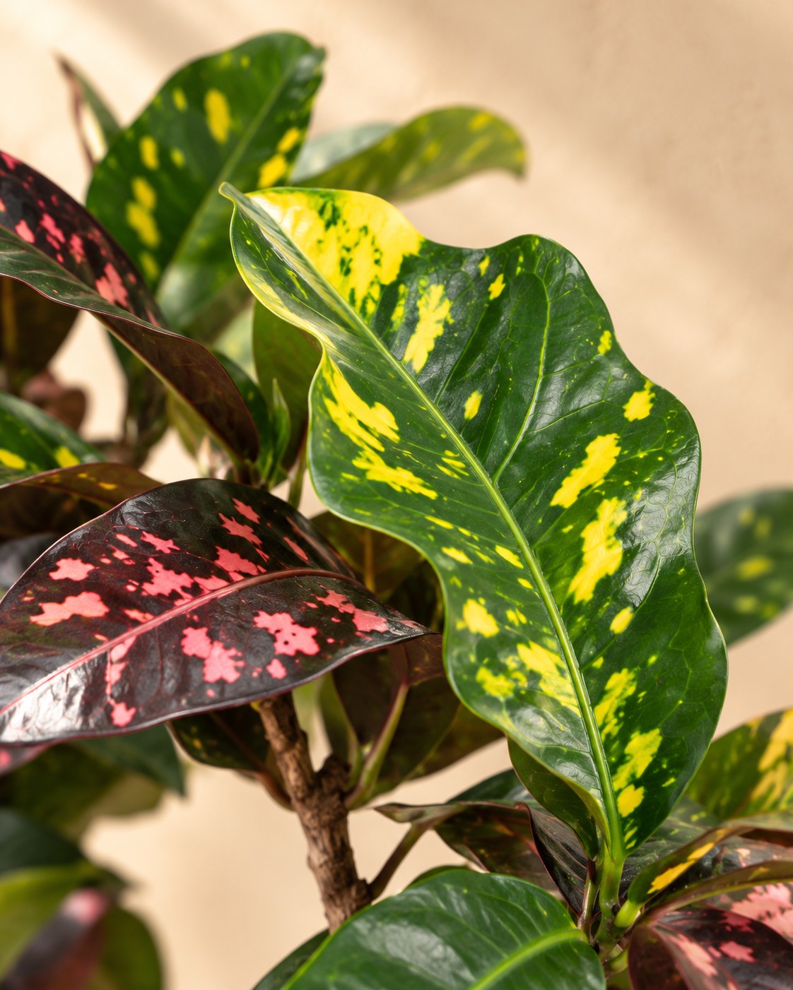 Close-up van het blad van de Croton (Codiaeum variegatum 'Magnificent')