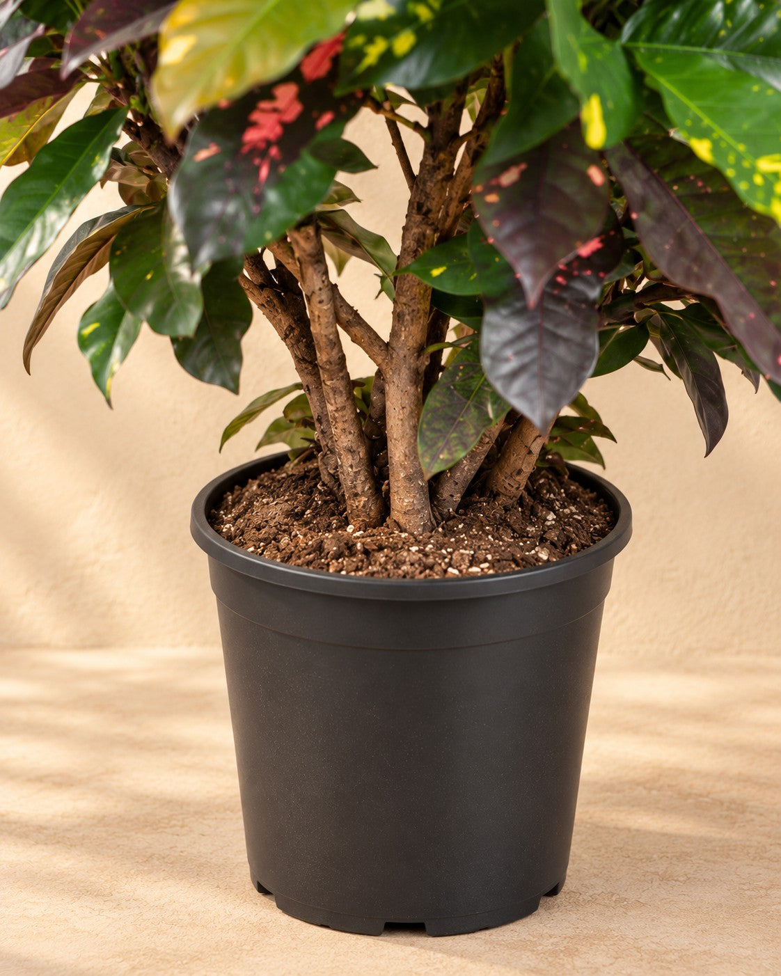 Nedre delen av Kroton (Codiaeum variegatum 'Magnificent') med odlingskrukan