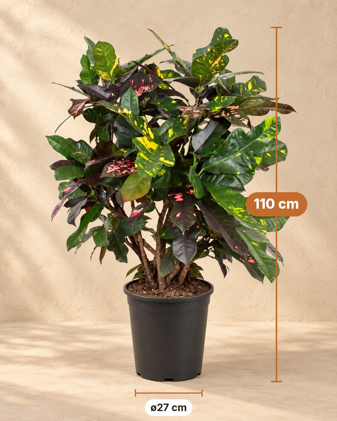 Mått Kroton: 110 cm hög, kruka ø27 cm
