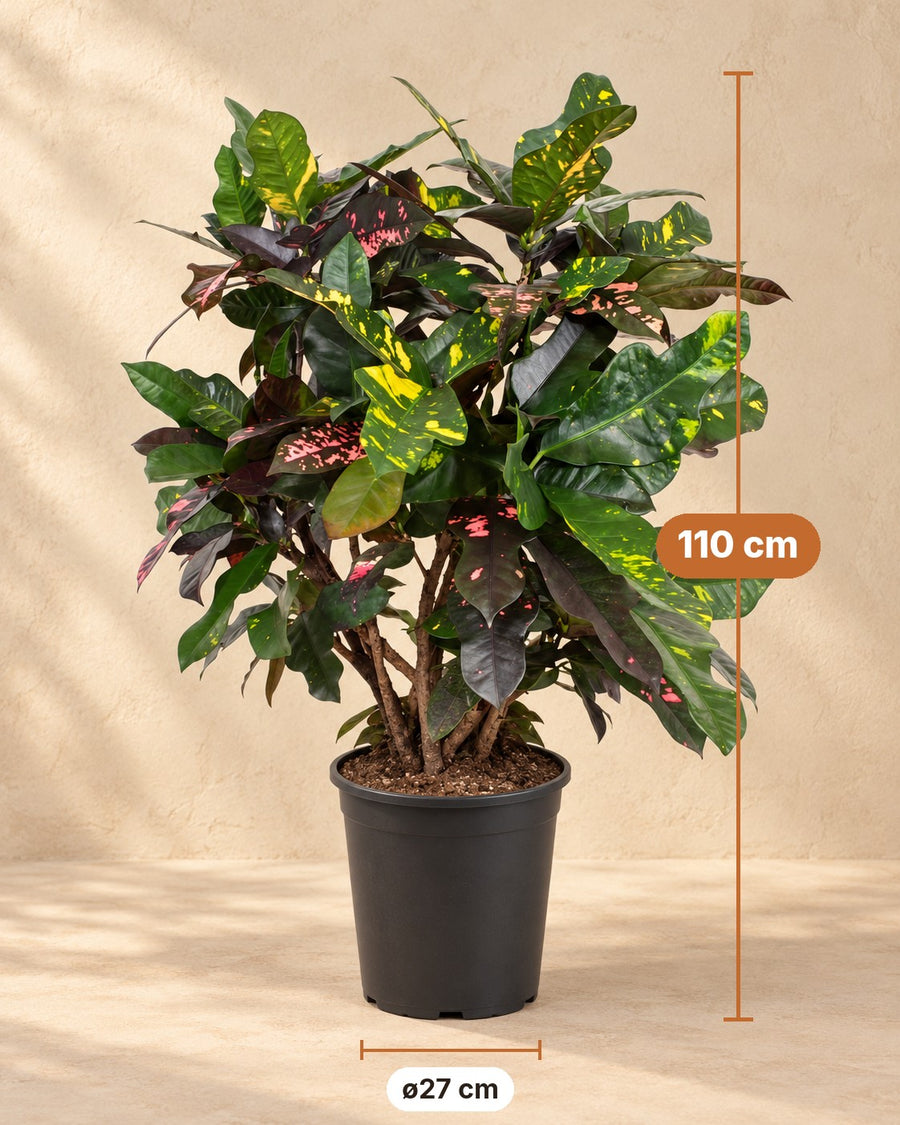 Kroton (Codiaeum variegatum 'Magnificent') 110 cm hög, kruka ø27 cm