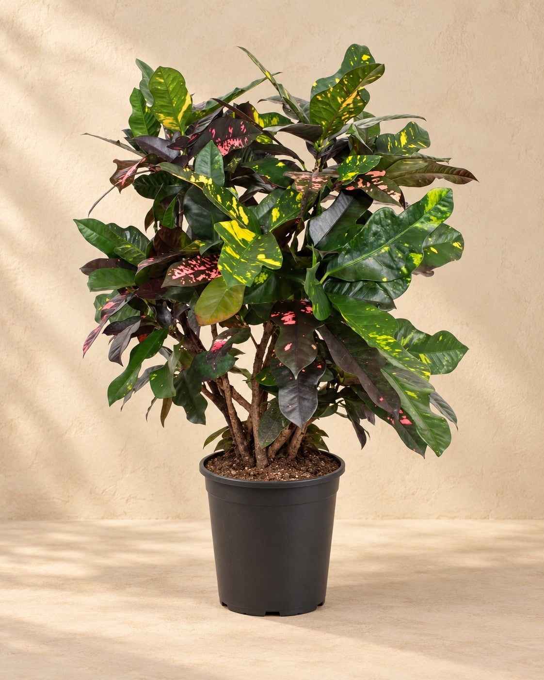 Croton (Codiaeum variegatum 'Magnificent') van 110 cm hoog in kweekpot van 27 cm