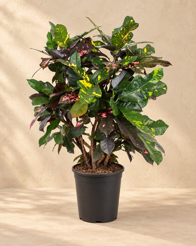 Kroton (Codiaeum variegatum 'Magnificent'), 110 cm hög i en 27 cm odlingskruka