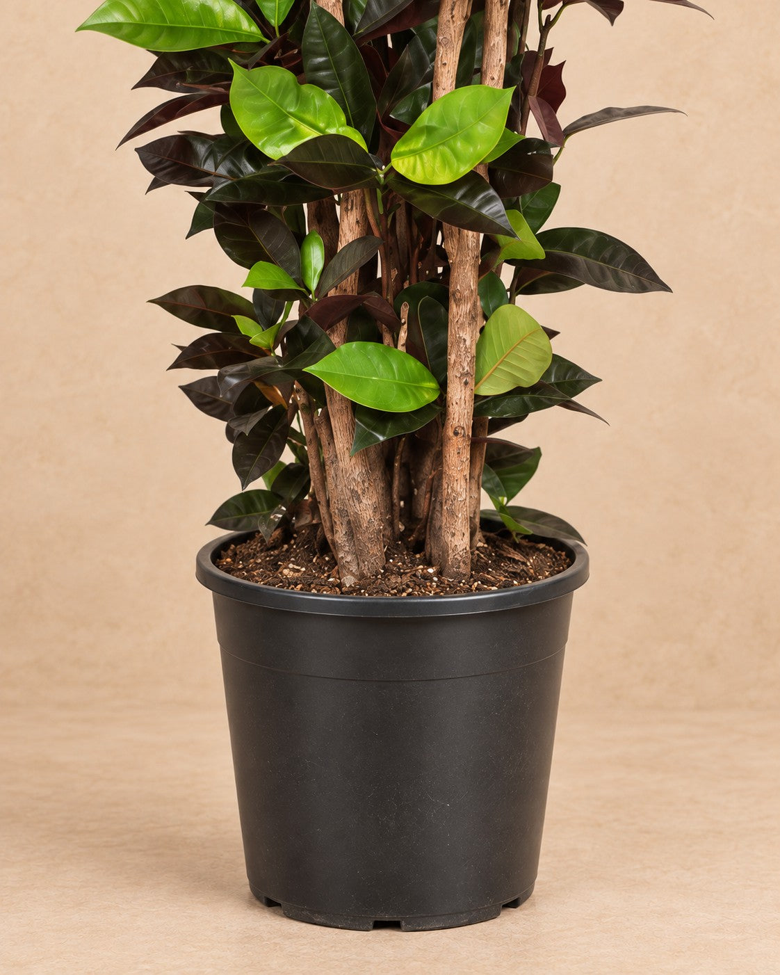 Nederste del af Croton Iceton (Codiaeum variegatum 'Iceton') med dyrkningspotten