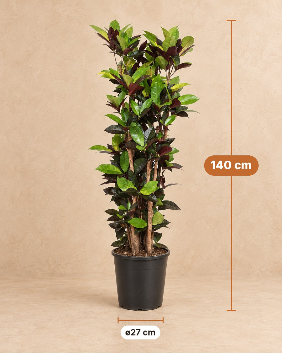 Croton Iceton (Codiaeum) 140 cm høj, potte ø27 cm