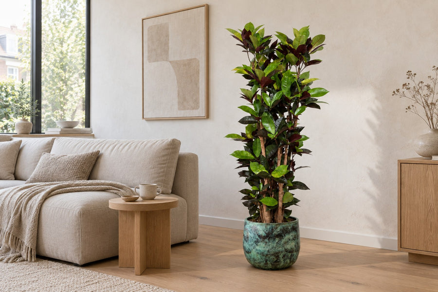 Croton Iceton (Codiaeum) 140 cm høj, potte ø27 cm