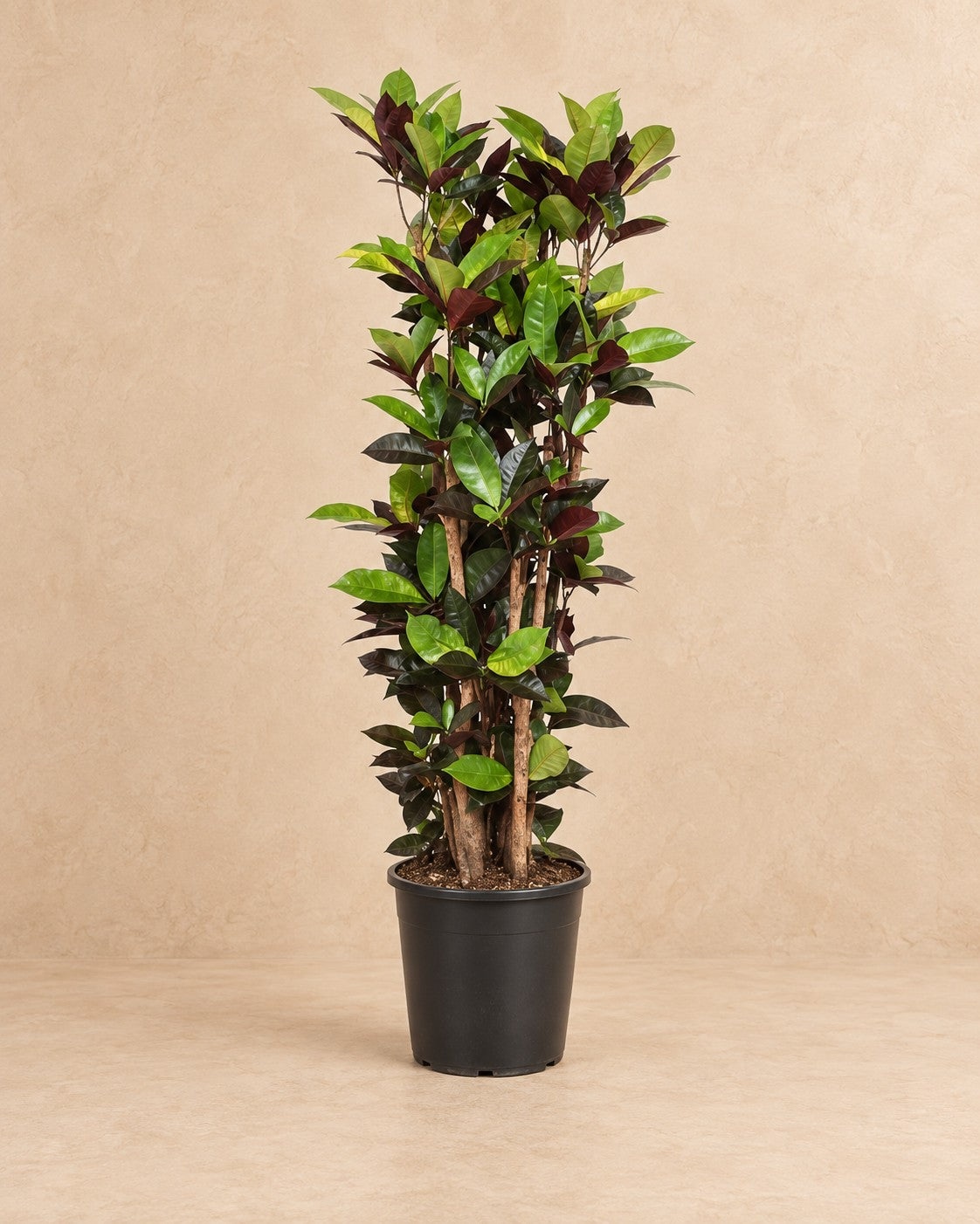 Croton Iceton (Codiaeum variegatum 'Iceton'), 140 cm høj i en 27 cm dyrkningspotte