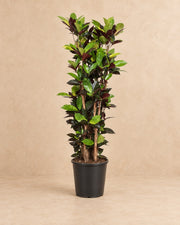 Croton Iceton (Codiaeum variegatum 'Iceton'), 140 cm høj i en 27 cm dyrkningspotte