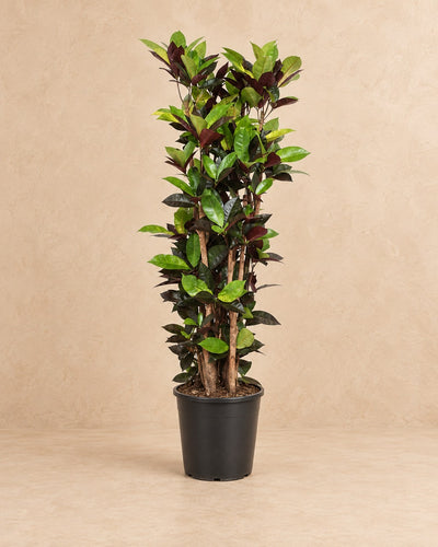 Croton Iceton (Codiaeum variegatum 'Iceton'), 140 cm høj i en 27 cm dyrkningspotte