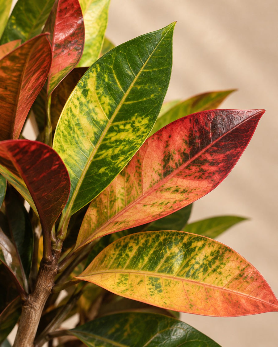 Croton Iceton XXL (Codiaeum) 230 cm di altezza, vaso ø50 cm