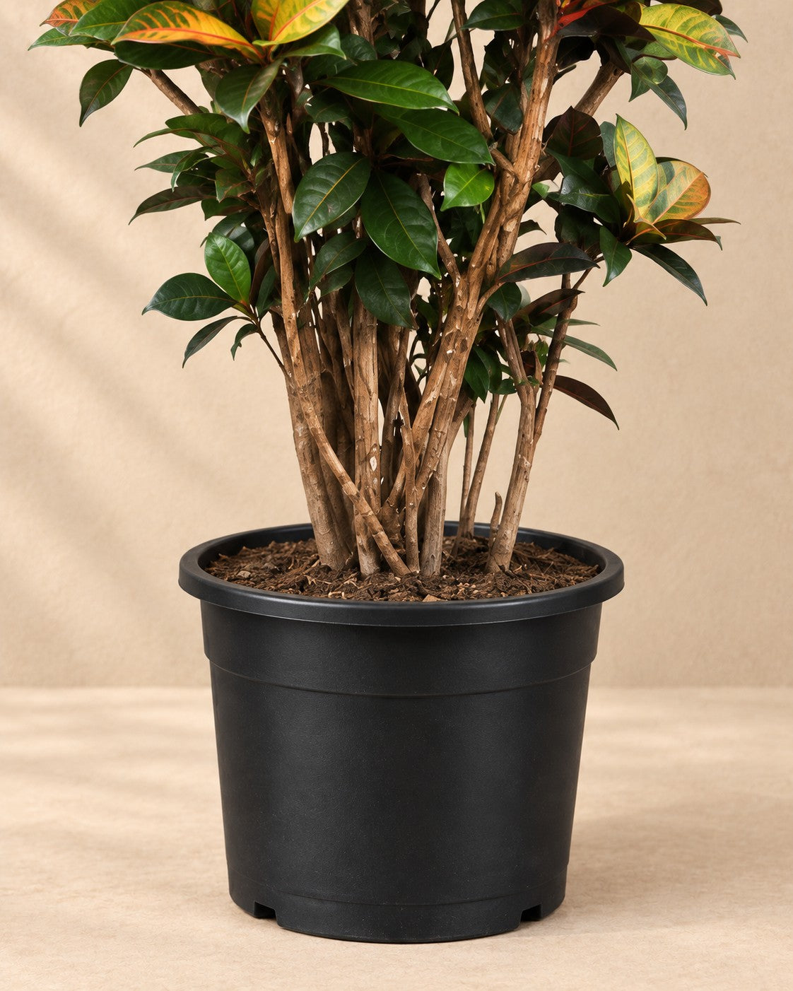 Parte bassa di Croton Iceton XXL (Codiaeum variegatum 'Iceton') con il vaso di coltivazione