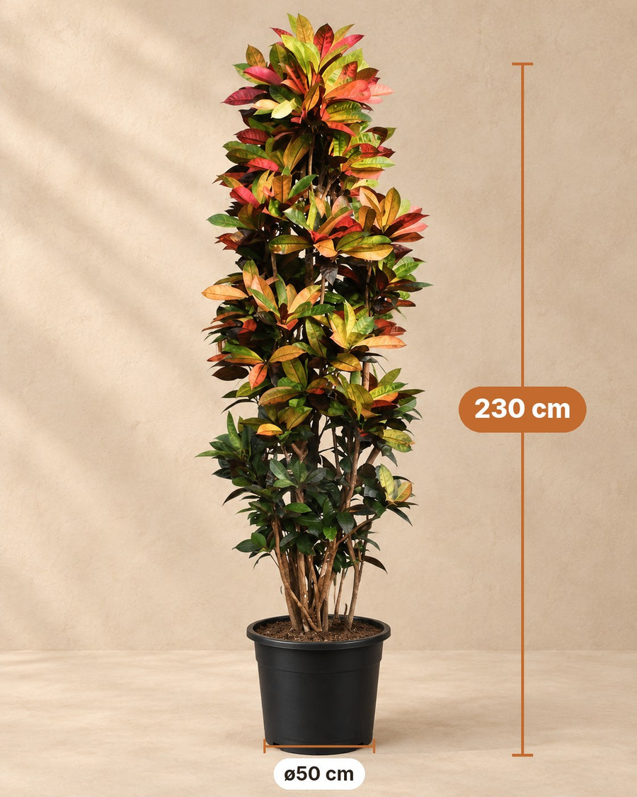 Croton Iceton XXL (Codiaeum) 230 cm di altezza, vaso ø50 cm