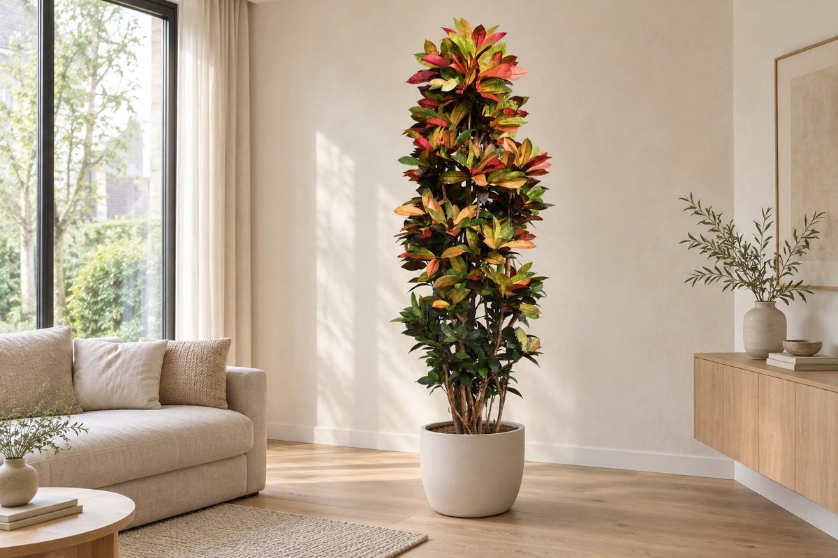 Croton Iceton XXL, 230 cm, in a white ceramic planter in un soggiorno luminoso