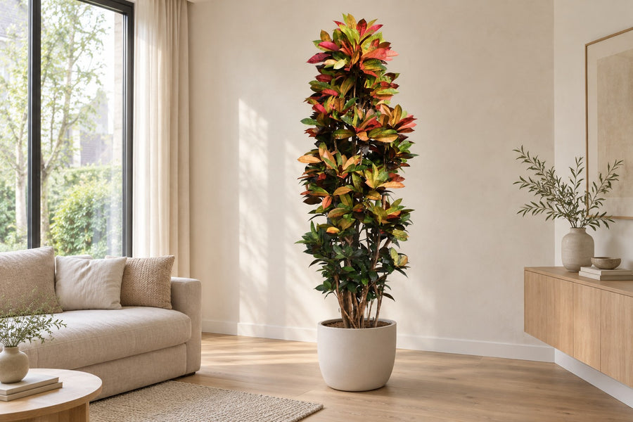 Croton Iceton XXL (Codiaeum) 230 cm di altezza, vaso ø50 cm