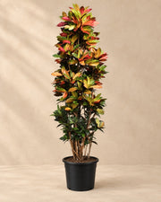 Croton Iceton XXL (Codiaeum variegatum 'Iceton'), alta 230 cm in vaso di coltivazione da 50 cm
