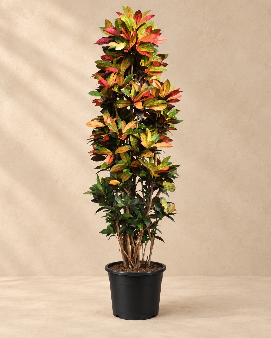 Croton Iceton XXL (Codiaeum variegatum 'Iceton'), alta 230 cm in vaso di coltivazione da 50 cm