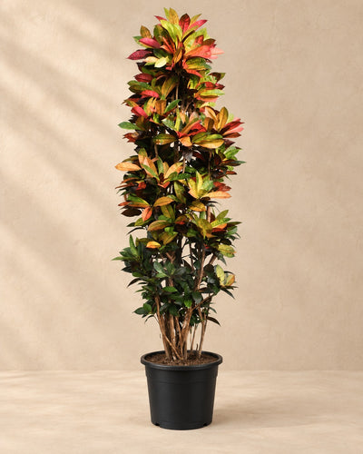 Croton Iceton XXL (Codiaeum variegatum 'Iceton'), alta 230 cm in vaso di coltivazione da 50 cm