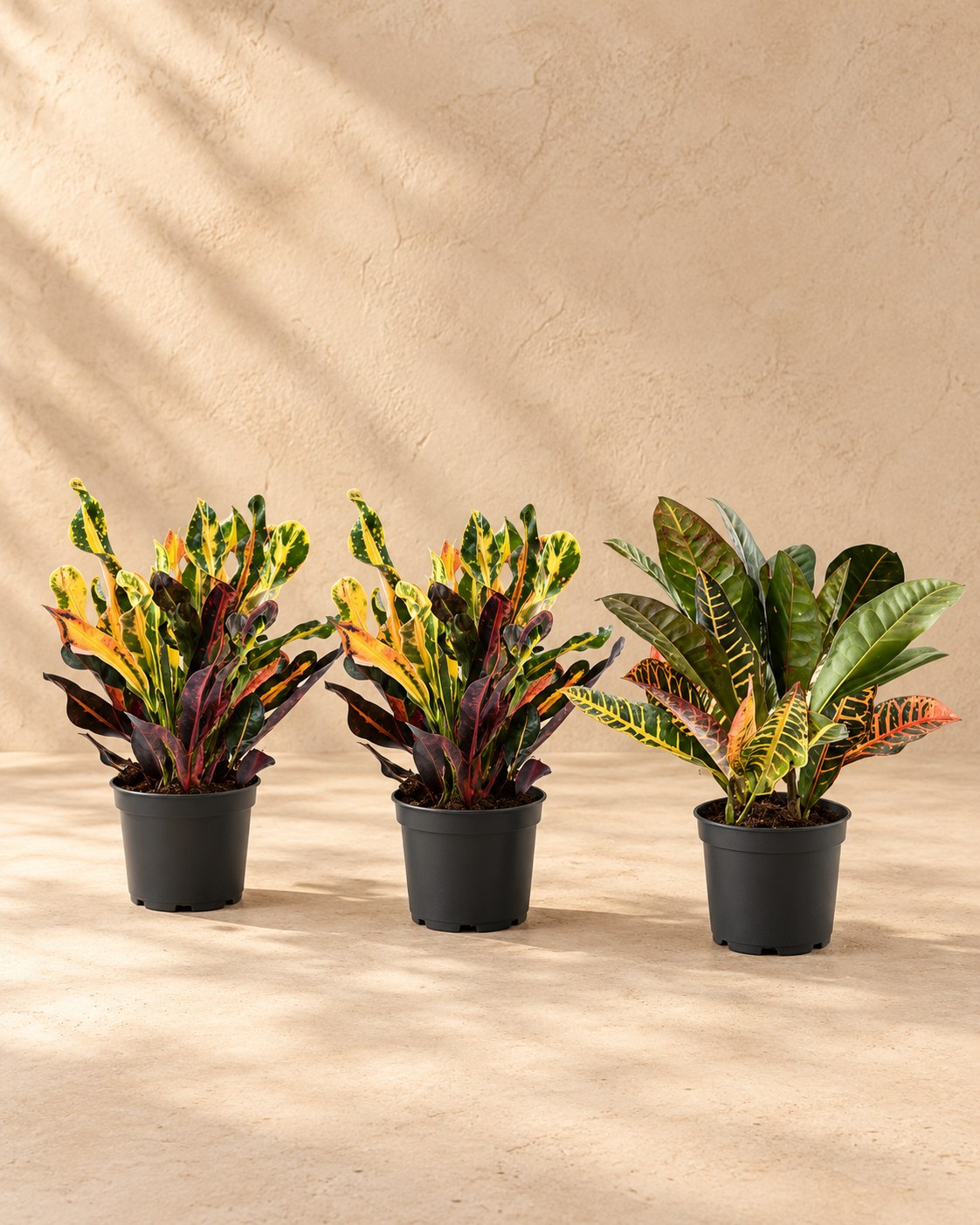 Croton-mix