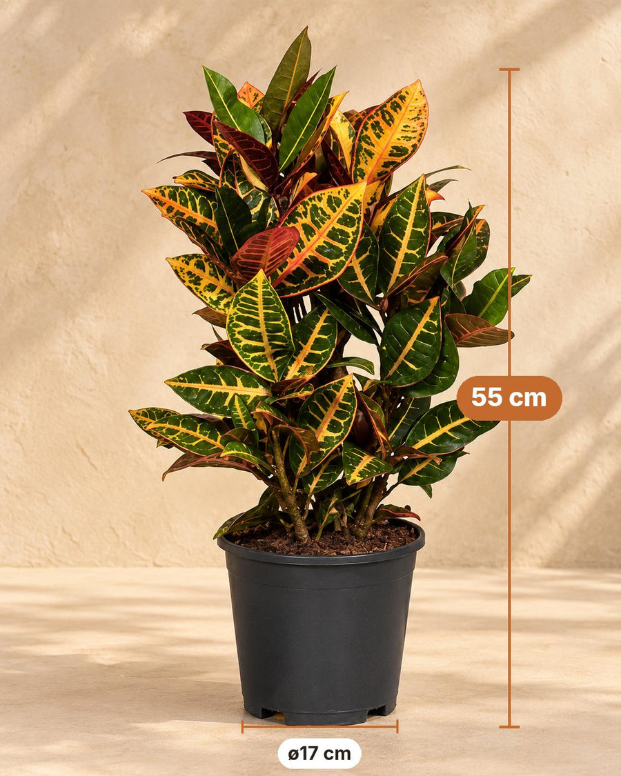 Croton (Codiaeum variegatum 'Petra') 55 cm de haut, pot ø17 cm