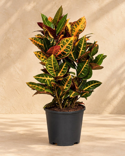 Croton 55 cm de haut, pot ø17 cm