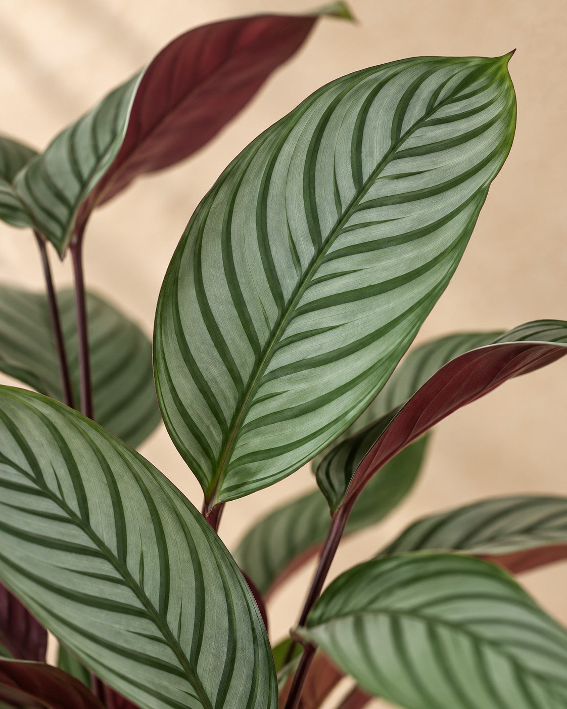 Close-up van het blad van de Ctenanthe oppenheimiana