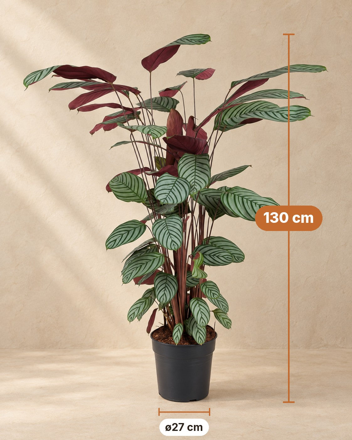 Afmetingen Ctenanthe oppenheimiana: 130 cm hoog, pot ø27 cm