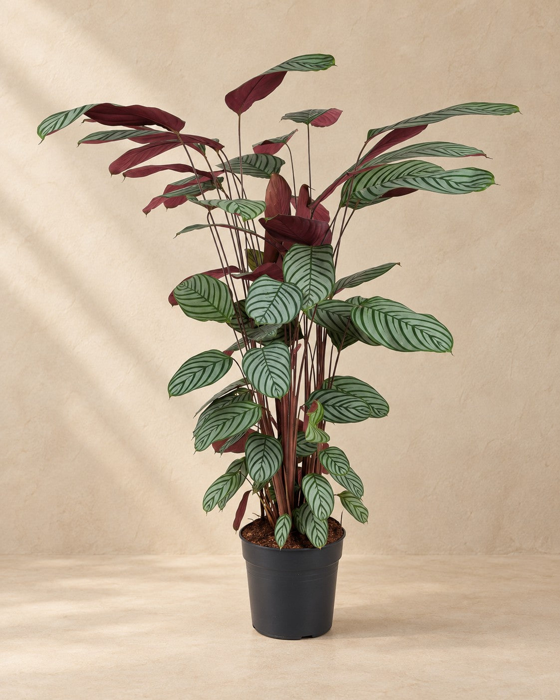 Ctenanthe oppenheimiana van 130 cm hoog in kweekpot van 27 cm