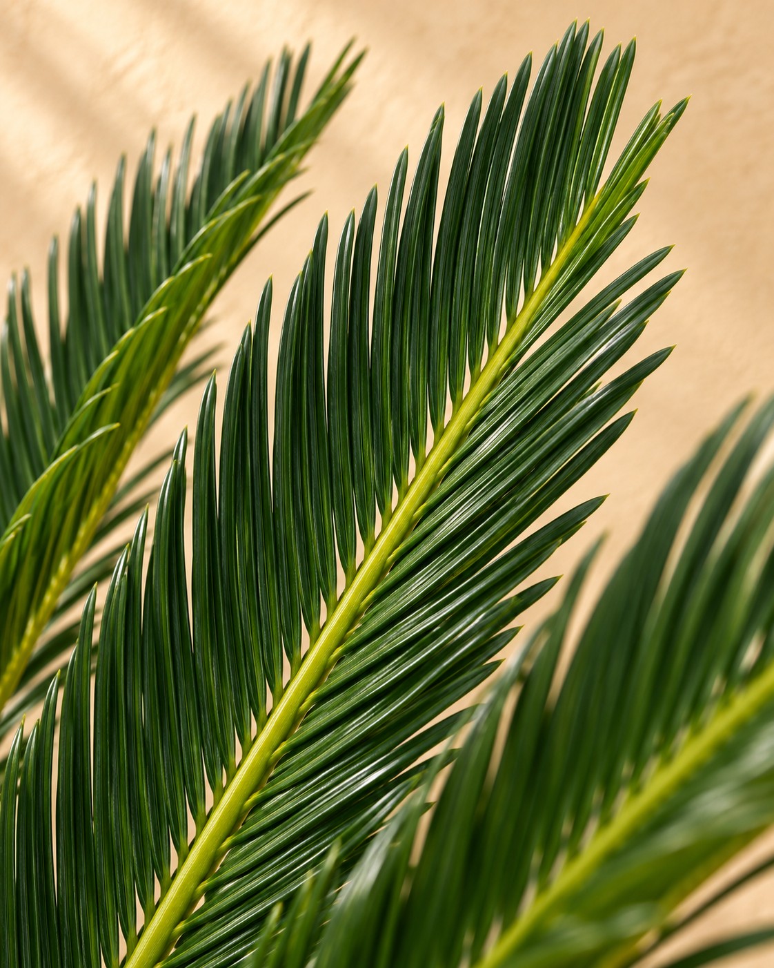 Nærbillede af bladene på Cycas revoluta