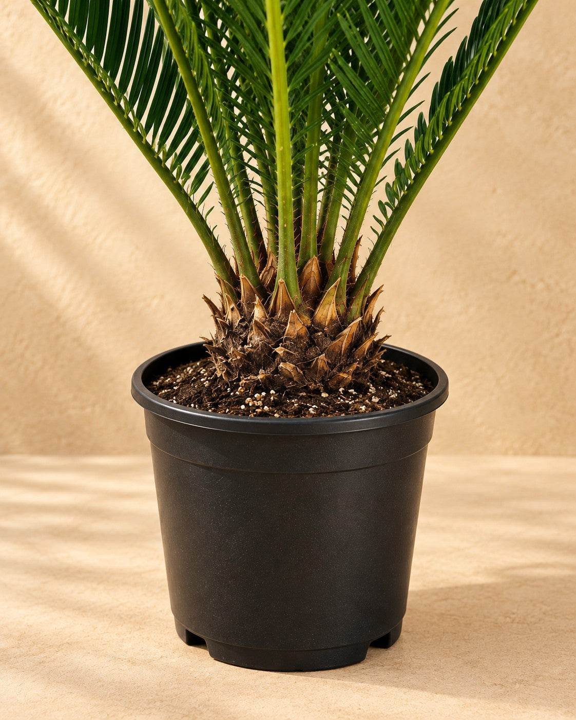 Partie basse de Cycas revoluta avec son pot de culture
