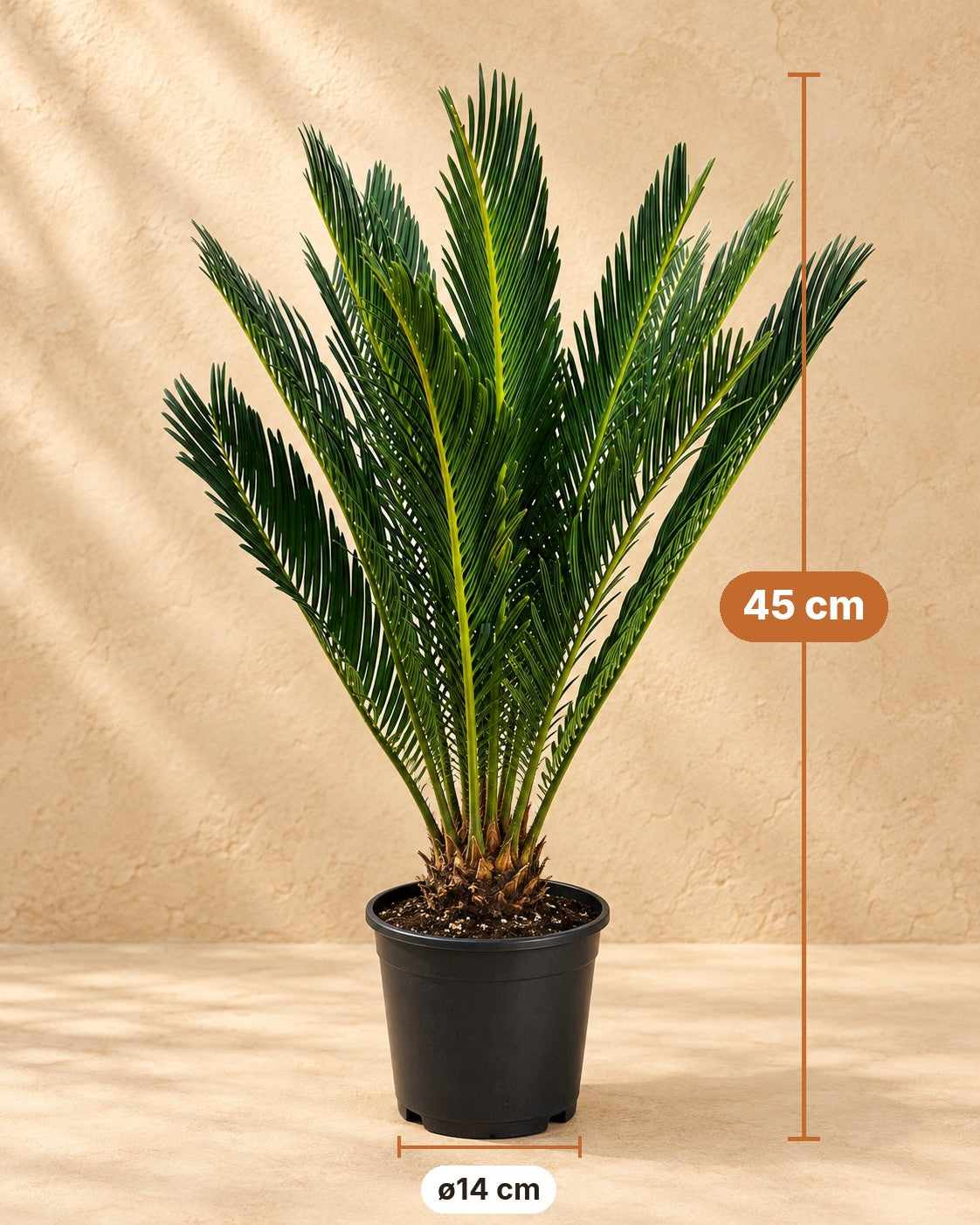 Dimensions Cycas revoluta : 45 cm de haut, pot ø14 cm