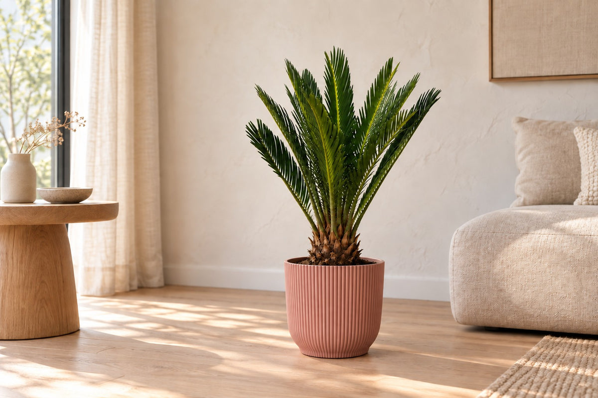 Cycas revoluta, 45 cm, i potteskjuler elho Vibes Fold Round roze i en lys stue