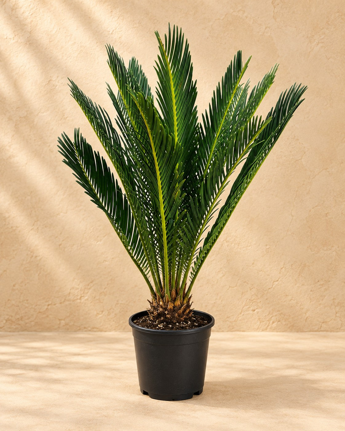 Cycas revoluta, 45 cm de haut en pot de culture de 14 cm