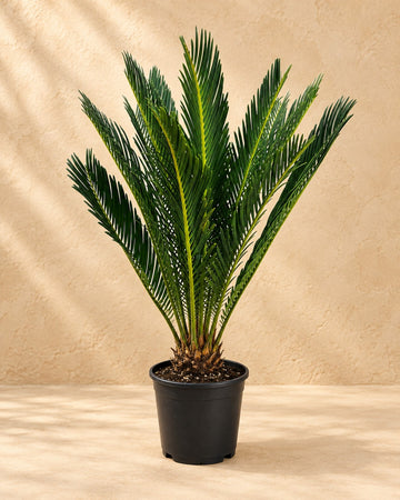 Cycas revoluta (kottepalm) 45 cm hög, kruka ø14 cm