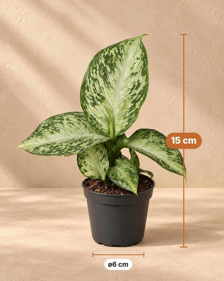 Dieffenbachia 'Snow' 15 cm hoog, pot ø6 cm