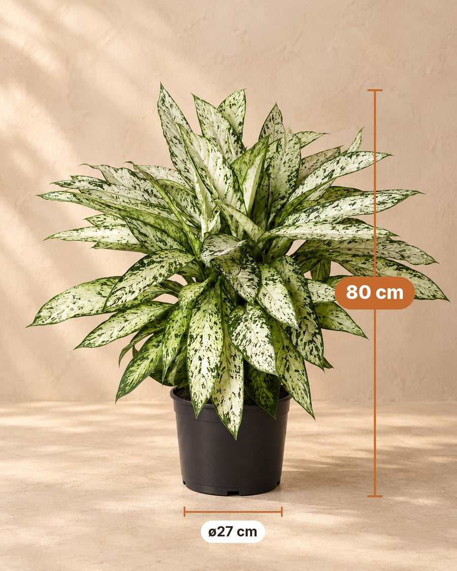 Dieffenbachie (Dieffenbachia 'Vesuvius') 80 cm hoch, Topf ø27 cm