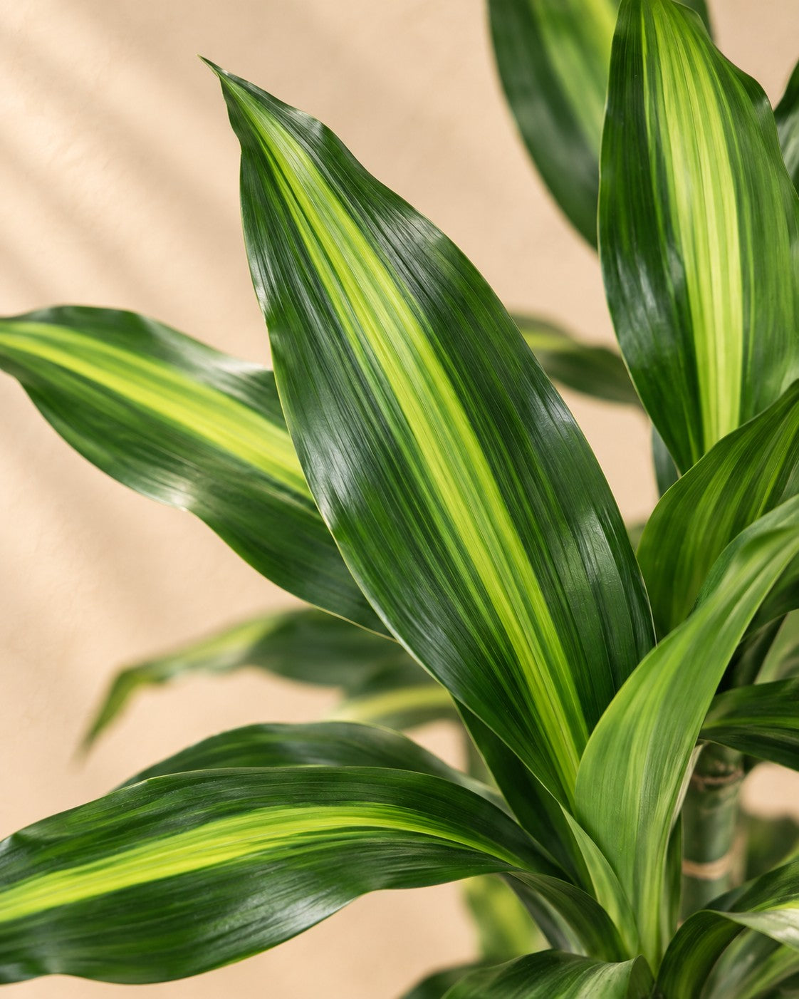 Close-up van het blad van de Dracaena Cintho (Dracaena fragrans 'Cintho')