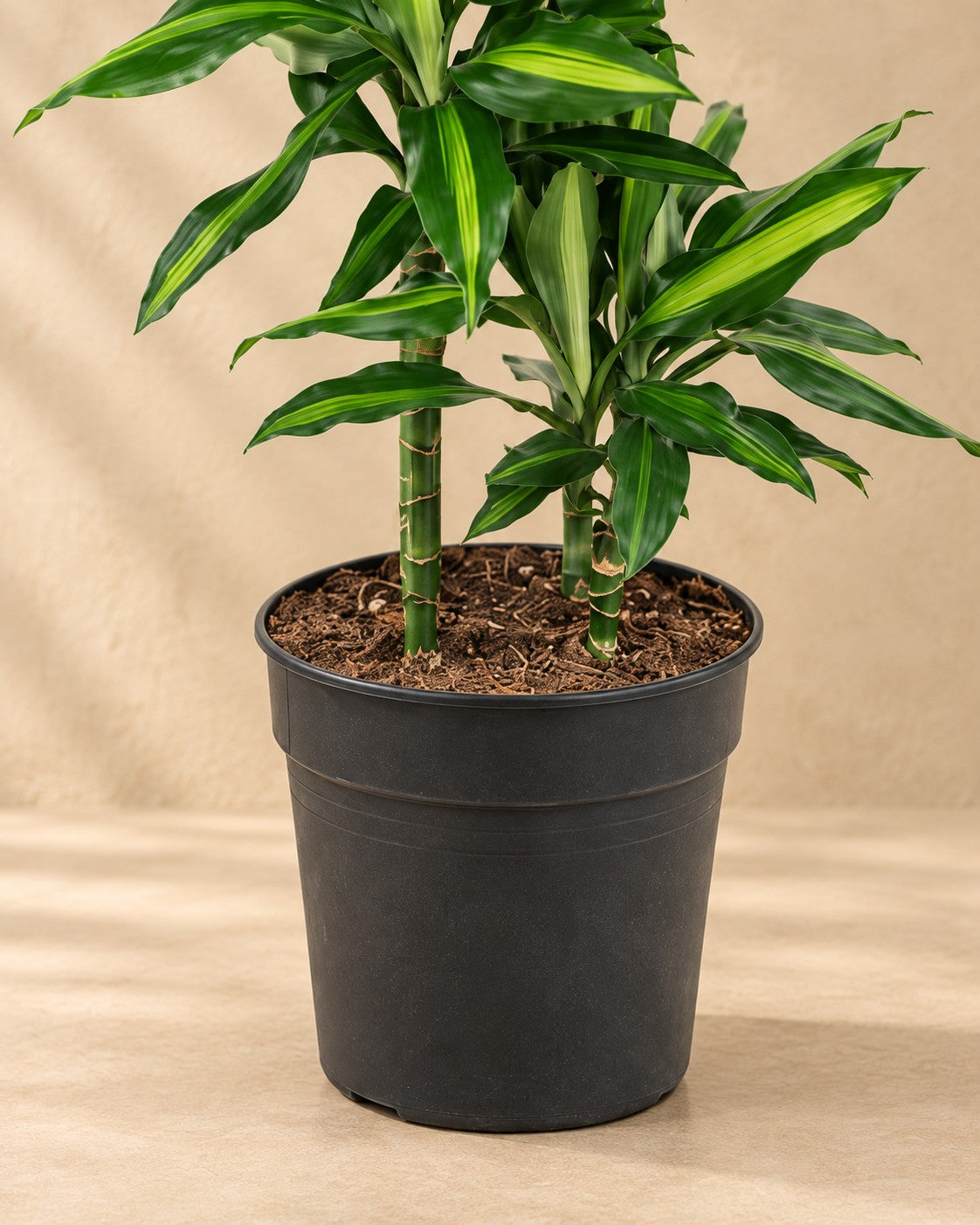 Onderste deel van de Dracaena Cintho (Dracaena fragrans 'Cintho') met de kweekpot