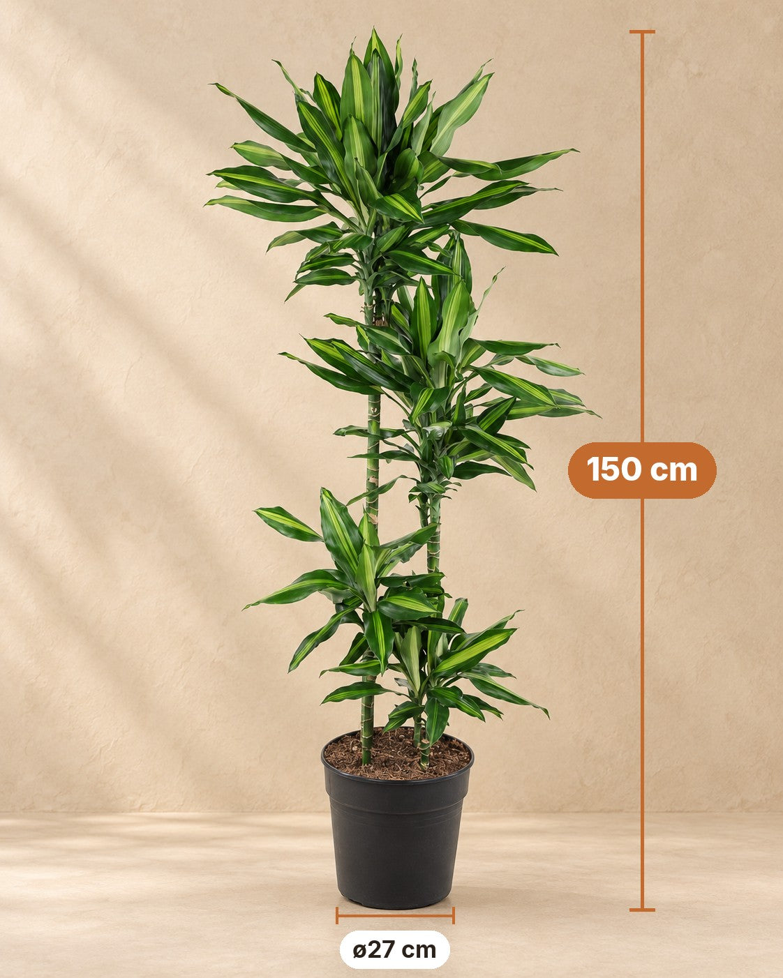 Afmetingen Dracaena Cintho: 150 cm hoog, pot ø27 cm