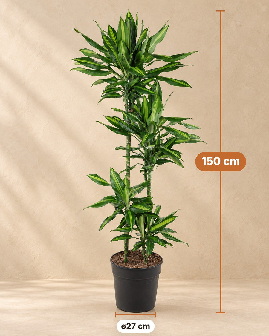 Dracaena Cintho (drakenbloedboom) 150 cm hoog, pot ø27 cm