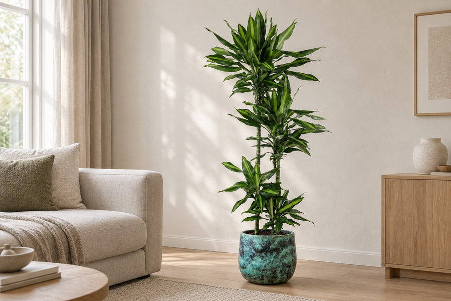 Dracaena Cintho (drakenbloedboom) 150 cm hoog, pot ø27 cm