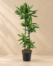 Dracaena Cintho (Dracaena fragrans 'Cintho') van 150 cm hoog in kweekpot van 27 cm