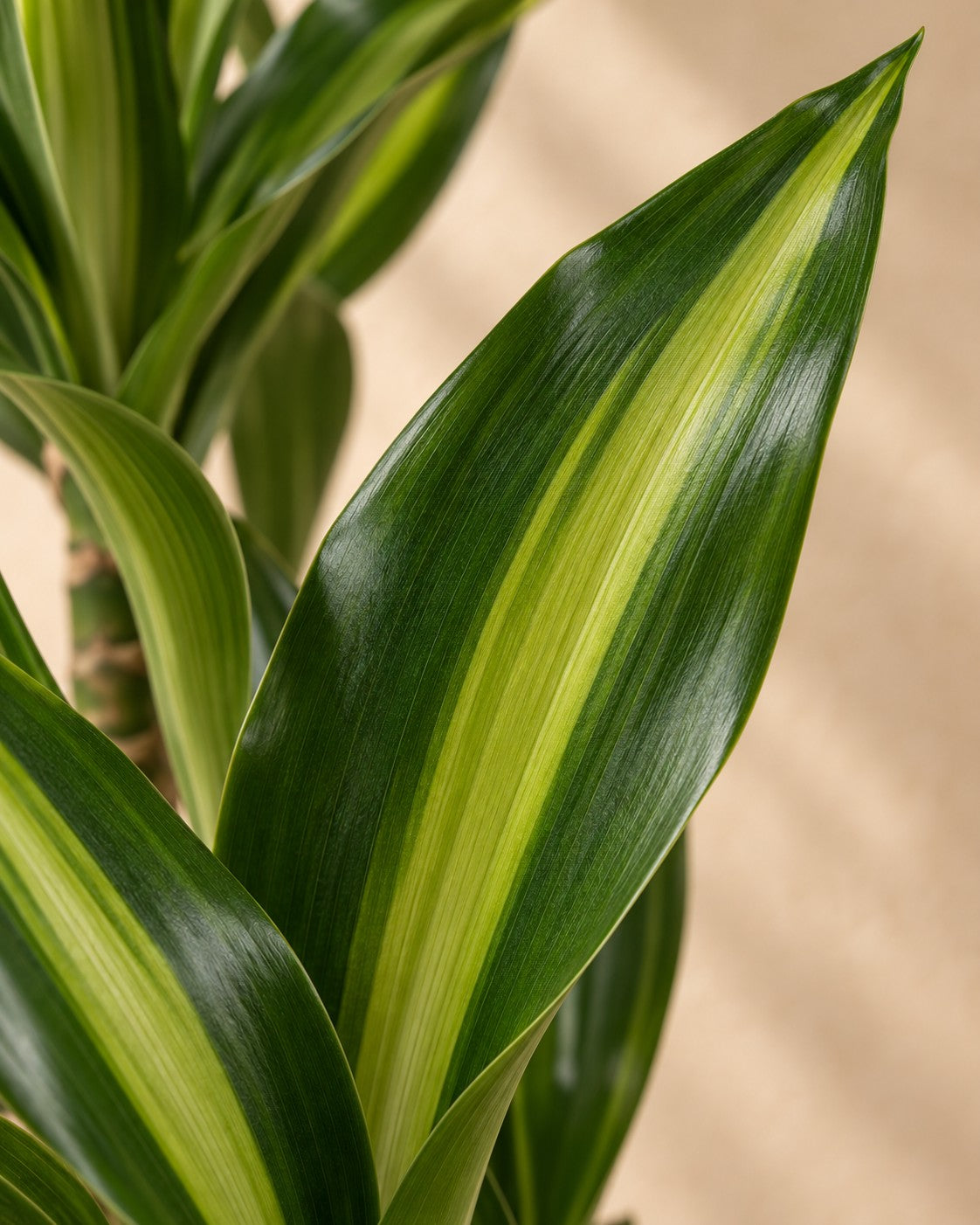 Nærbillede af bladene på Dracaena Cintho (Dracaena fragrans 'Cintho')
