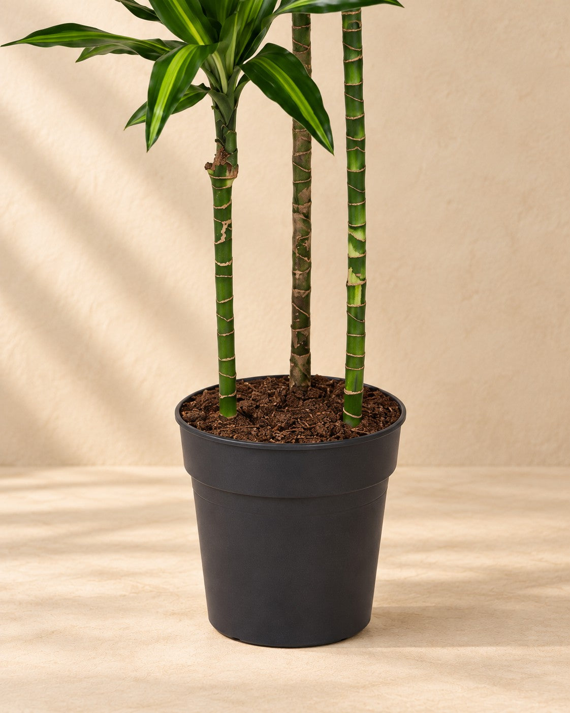 Onderste deel van de Dracaena Cintho (Dracaena fragrans 'Cintho') met de kweekpot