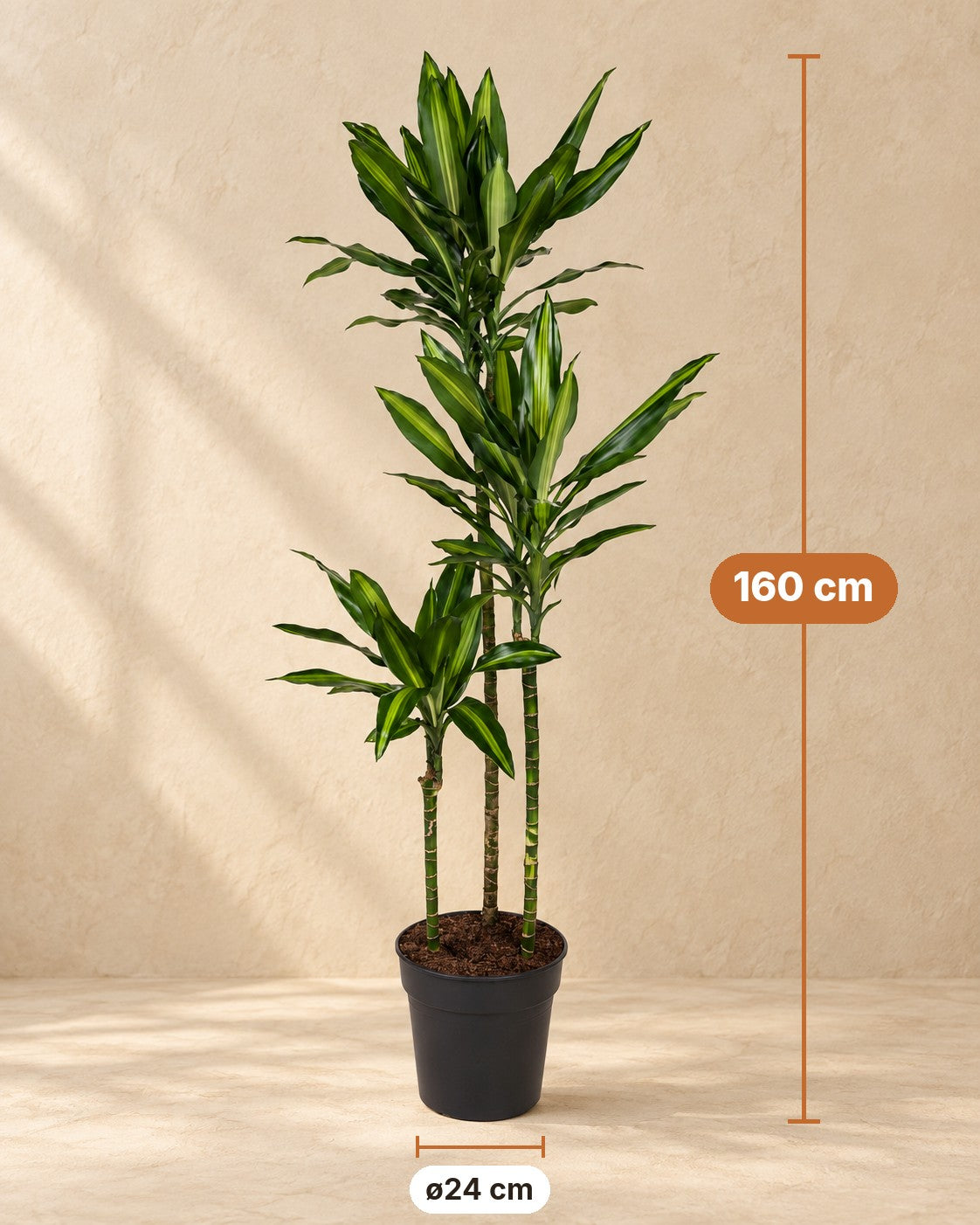Afmetingen Dracaena Cintho: 160 cm hoog, pot ø24 cm