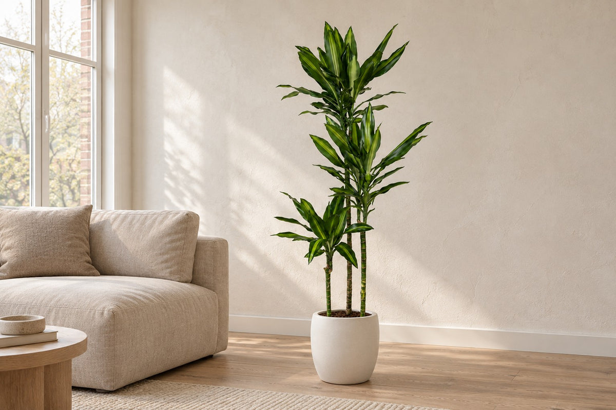 Dracaena Cintho van 160 cm in een witte keramische pot in een lichte woonkamer