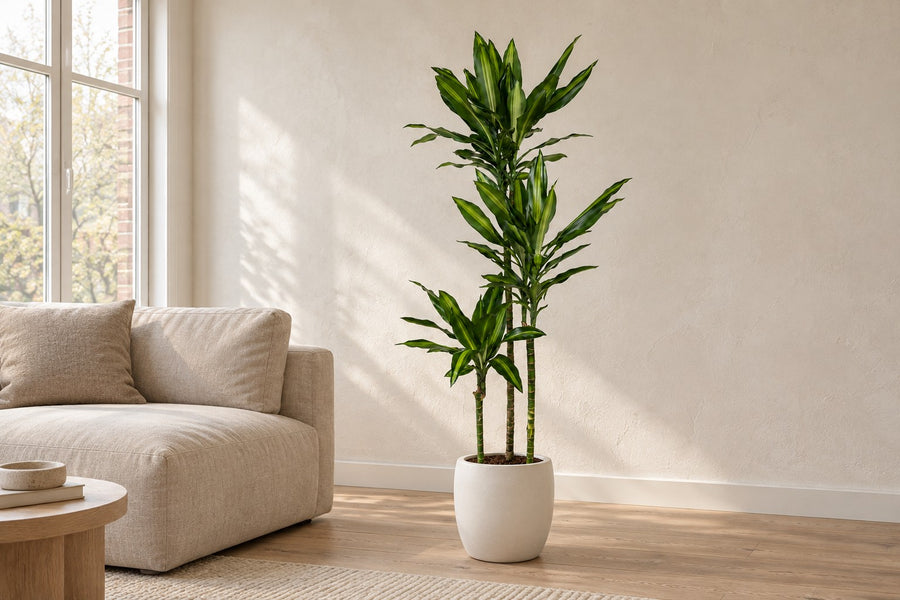 Dracaena Cintho 160cm - ø24